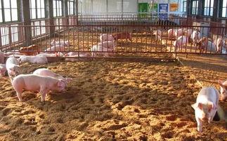 林下养猪视频,绿色生态养殖新模式探索