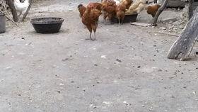 试看二十分钟视频视频,二十分钟视频揭秘神秘世界