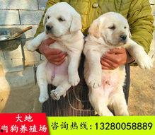 肉狗宰杀视频,震撼人心的真实画面