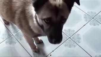 狗交 配大全视频,揭秘繁殖奥秘与注意事项