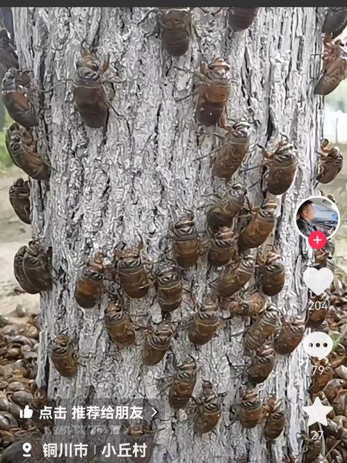 捕知了视频,揭秘夏日田野的生态奇观