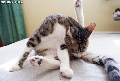 快猫成年短视频你懂的,你不可不知的成人世界秘密