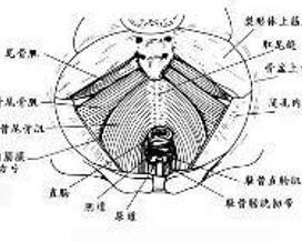 耻骨直肠肌松解术视频