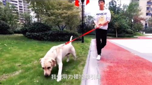 拉布拉多视频训练视频,从入门到精通